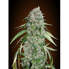 Chocolate Skunk CBD Feminised Seeds Chocolate Skunk CBD Feminised Seeds