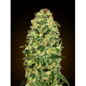 California Kush Auto Feminised Seeds California Kush Auto Feminised Seeds