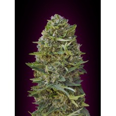Caramel Kush Feminised Seeds Caramel Kush Feminised Seeds
