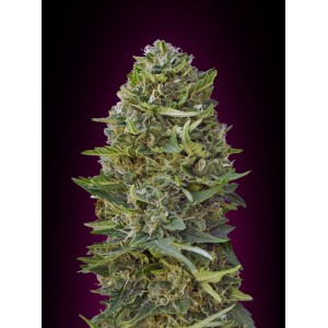 Caramel Kush Feminised Seeds Caramel Kush Feminised Seeds