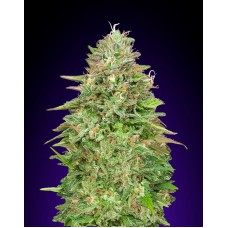 Critical Poison FAST Feminised Seeds Critical Poison FAST Feminised Seeds