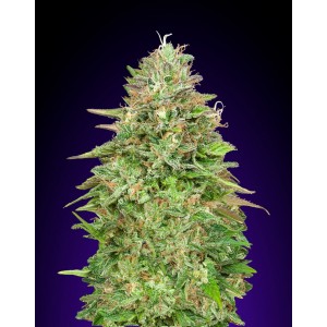 Critical Poison FAST Feminised Seeds Critical Poison FAST Feminised Seeds