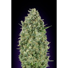 Critical Poison Feminised Seeds Critical Poison Feminised Seeds