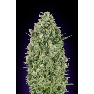 Critical Poison Feminised Seeds