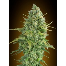 Do-Si-Dos Cookies Auto Feminised Seeds Do-Si-Dos Cookies Auto Feminised Seeds