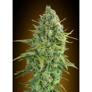Do-Si-Dos Cookies Auto Feminised Seeds Do-Si-Dos Cookies Auto Feminised Seeds