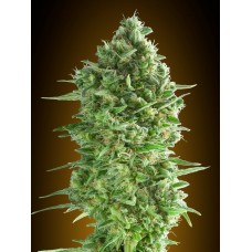 Do-Si-Dos Cookies Feminised Seeds Do-Si-Dos Cookies Feminised Seeds