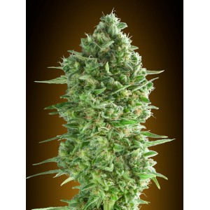 Do-Si-Dos Cookies Feminised Seeds Do-Si-Dos Cookies Feminised Seeds