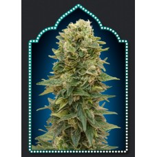 Female Mix Feminised Seeds Female Mix Feminised Seeds