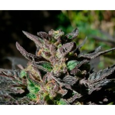 Grand Daddy Purple Feminised Seeds Grand Daddy Purple Feminised Seeds