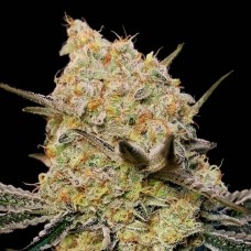 Gelato Mint Feminised Seeds Gelato Mint Feminised Seeds