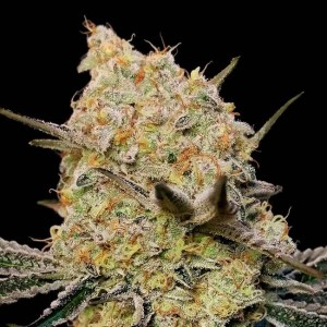 Gelato Mint Feminised Seeds Gelato Mint Feminised Seeds