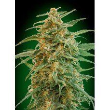 Gorilla Auto Feminised Seeds Gorilla Auto Feminised Seeds