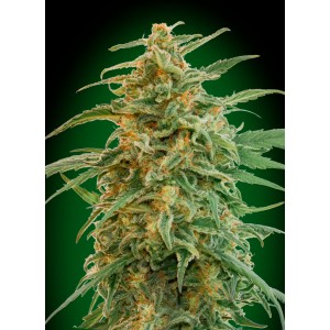 Gorilla Auto Feminised Seeds Gorilla Auto Feminised Seeds