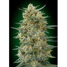 Gorilla FAST Feminised Seeds Gorilla FAST Feminised Seeds