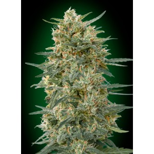 Gorilla FAST Feminised Seeds Gorilla FAST Feminised Seeds