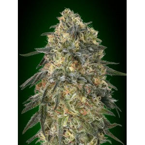 Gorilla Feminised Seeds Gorilla Feminised Seeds