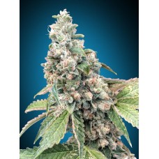 Harlequin CBD Feminised Seeds Harlequin CBD Feminised Seeds