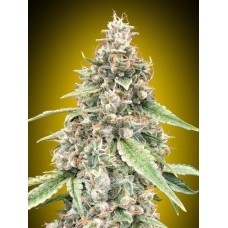 Lemon OG Auto Feminised Seeds Lemon OG Auto Feminised Seeds