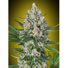 Lemon OG Feminised Seeds Lemon OG Feminised Seeds