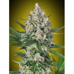 Lemon OG Feminised Seeds