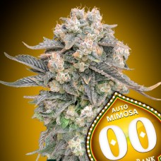 Mimosa Auto Feminised Seeds Mimosa Auto Feminised Seeds
