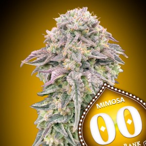 Mimosa Feminised Seeds Mimosa Feminised Seeds