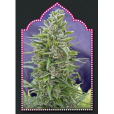 Automatik Mix Auto Feminised Seeds Automatik Mix Auto Feminised Seeds