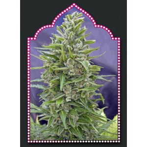 Automatik Mix Auto Feminised Seeds Automatik Mix Auto Feminised Seeds