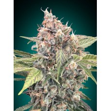 Northern Lights CBD Feminised Seeds Northern Lights CBD Feminised Seeds