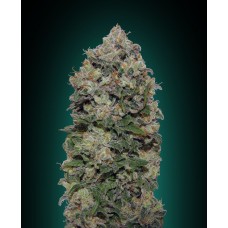 Northern Lights Feminised Seeds Northern Lights Feminised Seeds