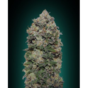 Northern Lights Feminised Seeds Northern Lights Feminised Seeds