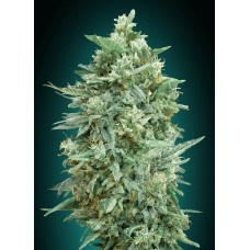 Northern Lights XXL Auto Feminised Seeds Northern Lights XXL Auto Feminised Seeds