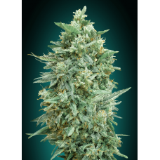 Northern Lights XXL Auto Feminised Seeds Northern Lights XXL Auto Feminised Seeds