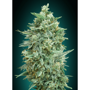 Northern Lights XXL Auto Feminised Seeds Northern Lights XXL Auto Feminised Seeds