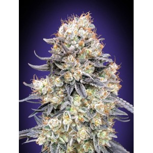 Purple Punch Auto Feminised Seeds