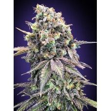 Purple Punch Feminised Seeds Purple Punch Feminised Seeds