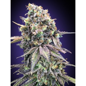 Purple Punch Feminised Seeds Purple Punch Feminised Seeds