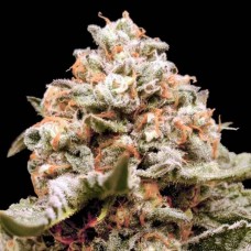 Rainbow Mints Auto Feminised Seeds Rainbow Mints Auto Feminised Seeds