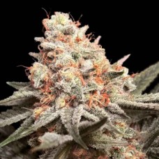 Rainbow Mints Feminised Seeds Rainbow Mints Feminised Seeds