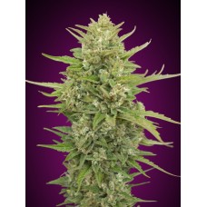 Super Skunk Auto Feminised Seeds Super Skunk Auto Feminised Seeds