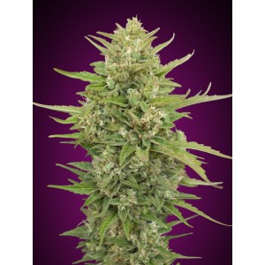 Super Skunk Auto Feminised Seeds Super Skunk Auto Feminised Seeds