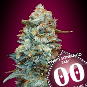 Sweet Somango FAST Feminised Seeds Sweet Somango FAST Feminised Seeds