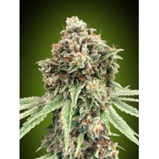 Sweet Critical FAST Feminised Seeds Sweet Critical FAST Feminised Seeds