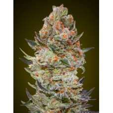 Sweet Critical CBD Feminised Seeds Sweet Critical CBD Feminised Seeds