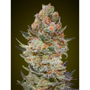 Sweet Critical CBD Feminised Seeds Sweet Critical CBD Feminised Seeds