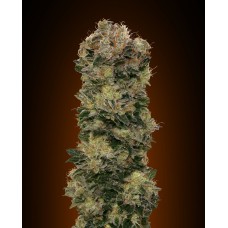Sweet Soma Auto Feminised Seeds Sweet Soma Auto Feminised Seeds