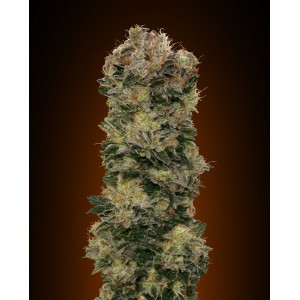 Sweet Soma Auto Feminised Seeds Sweet Soma Auto Feminised Seeds