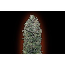Sweet Soma Feminised Seeds Sweet Soma Feminised Seeds