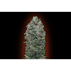 Sweet Soma Feminised Seeds Sweet Soma Feminised Seeds